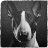 Slate Coasters - Dogs (E-G)